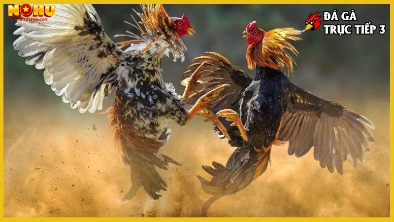 Lợi ích khi xem đá gà trực tiếp tại Nohu52