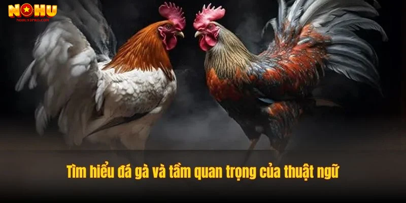 Ứng dụng thuật ngữ đá gà trong cá cược trực tuyến